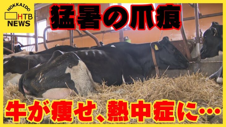 先週までの猛烈な暑さ　「食」を支える現場に爪痕　帯広市の牧場で牛痩せる　東川町では一部稲刈り始まる