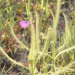 「良い香りでネバネバ」食虫植物のナガバノイシモチソウ 自生地は県指定天然記念物　愛知