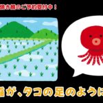 福井の半夏生は焼き鯖！ハニー食彩館では丸焼き鯖の予約受付中です♫