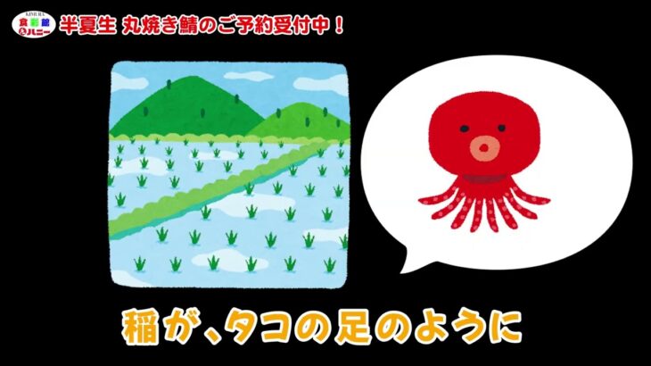 福井の半夏生は焼き鯖！ハニー食彩館では丸焼き鯖の予約受付中です♫