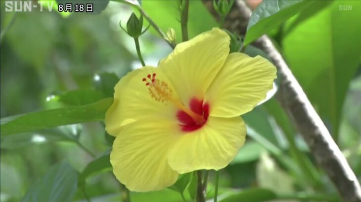 食虫植物にハワイのアンスリウム　淡路市で「サマーガーデン」開催中