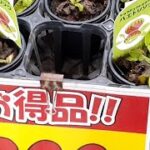 この時期、ホームセンターで食虫植物がお買い得？趣味の園芸の動画。