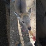 奈良公園小鹿食鹿餅 奈良公園の鹿が鹿餅を食べる