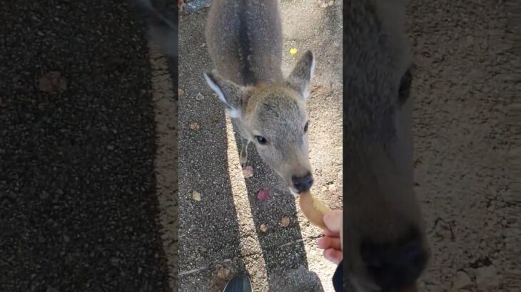 奈良公園小鹿食鹿餅 奈良公園の鹿が鹿餅を食べる