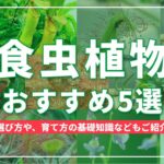 食虫植物おススメ5選｜基礎知識や育て方もご紹介【SELECT】