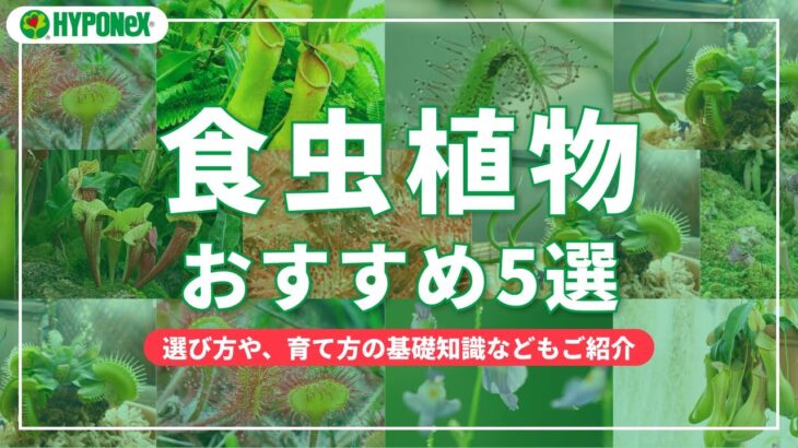 食虫植物おススメ5選｜基礎知識や育て方もご紹介【SELECT】