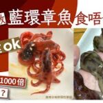 藍環章魚食得嗎惹熱議 網友:殮房食ok！毒性=山埃千倍爭鮮曾出現?｜01教煮｜藍環章魚｜章魚｜八爪魚｜海鮮