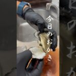 京都初？の真牡蠣を公開 #牡蠣 #起業 #料理 #oyster