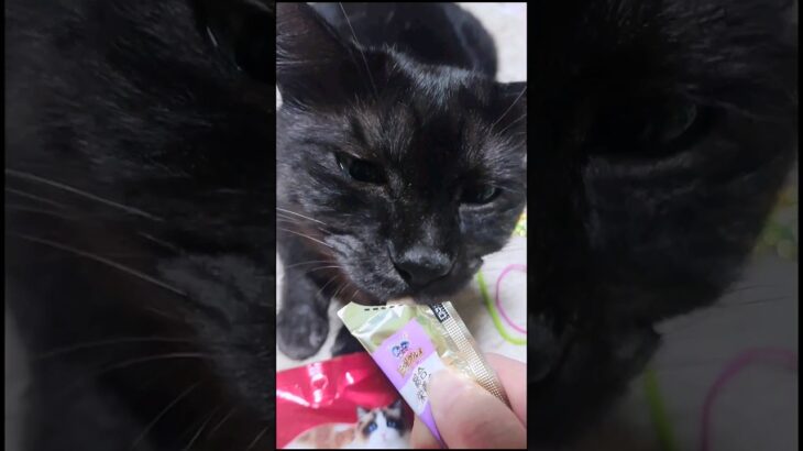 【銀のスプーン】三ツ星グルメ総合栄養食出たので黒猫カノンにあげてみた。#黒猫  #ねこ  #shorts