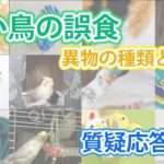 飼い鳥の誤食　異物の種類と影響【質疑応答ライブ】