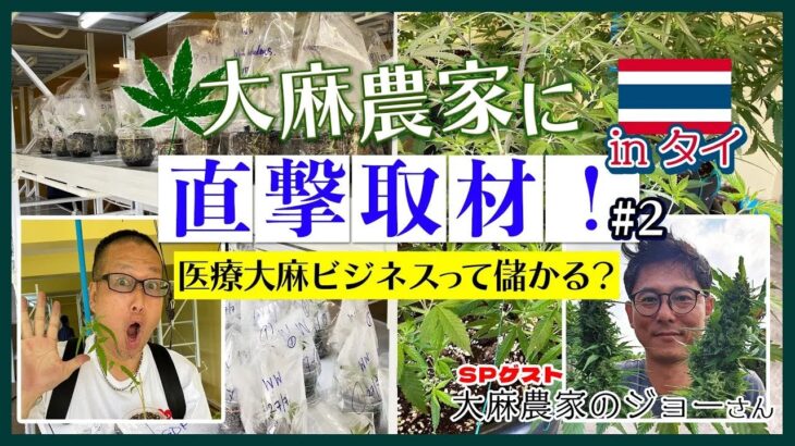 タイで医療大麻の栽培ビジネスぶっちゃけ儲かるの？大麻農家のジョーさん詳しく聞いてみた【後編】