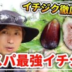 【イチジク品種紹介】桝井ドーフィンの食レポと前日食べたドカロンの事、イチジク苗を購入する際に注意して欲しい事や、イチジク沼に陥ってる人への注意喚起など