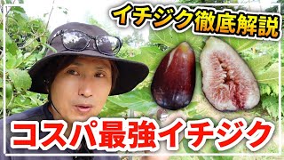 【イチジク品種紹介】桝井ドーフィンの食レポと前日食べたドカロンの事、イチジク苗を購入する際に注意して欲しい事や、イチジク沼に陥ってる人への注意喚起など