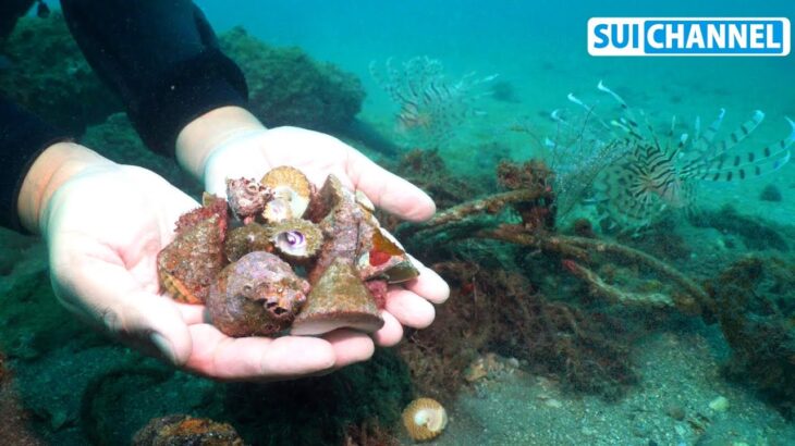 【驚き】漁礁にいる海藻食の貝を全部集めてみたら予想外の結果が…！