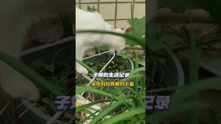 子娴的生活记录:家中有异食癖的萌宠小白猫周末休息不抓蟑螂去吃草#子娴的生活记录 #萌宠 #小猫 #喜欢吃草的小猫 #周末 #异食癖