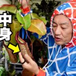 衝撃の結果になりました　食虫植物　【園芸超人カーメン君】