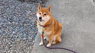 食に貪欲な柴犬のコロ