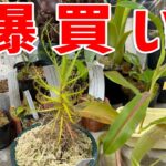 【他じゃ買えない】お店で売ってない食虫植物、爆買いしてきた！！【ロリズラ・デンタータ登場！？】