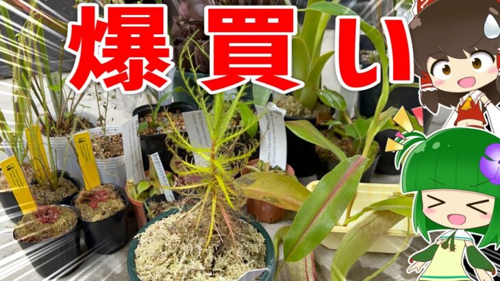 【他じゃ買えない】お店で売ってない食虫植物、爆買いしてきた！！【ロリズラ・デンタータ登場！？】