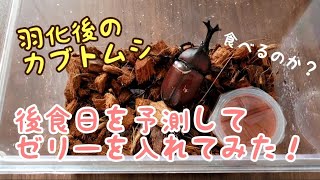 カブトムシ飼育　後食日を予測してゼリーをあげてみた！