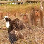 空中猛禽食猴鹰落难！遭遇猴群集体讨伐，食猴鹰下场会如何