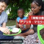 【閲覧注意】今の時期に食べられる昆虫食を紹介します。