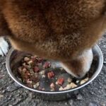 【時短版】手作り犬ごはんは酷暑ですっかり食が細くなった末っ子ちゃんの救世主となるのか？【ココグルメ】