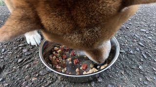 【時短版】手作り犬ごはんは酷暑ですっかり食が細くなった末っ子ちゃんの救世主となるのか？【ココグルメ】