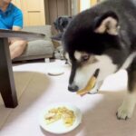 【爆食い】人生初のピザーラに 柴犬とラブラドールの食いっぷりに驚愕した！！