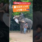 【タイで起業1年生夫婦】お客様ウエディングフォトwithゾウさん🐘💓タイならではのウエディングやフォトを提案しています👰‍♀️ #thailand #japanese #wedding