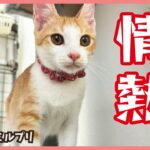 【凄まじい】情熱子猫は食に遊びにとにかく熱い！【アイドル猫・ミルプリ27】/ cute kittens are idols