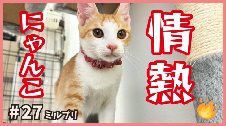 【凄まじい】情熱子猫は食に遊びにとにかく熱い！【アイドル猫・ミルプリ27】/ cute kittens are idols