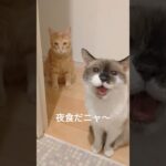 3食目の圧😼 #cat #猫のいる暮らし #保護猫 #猫 #猫動画