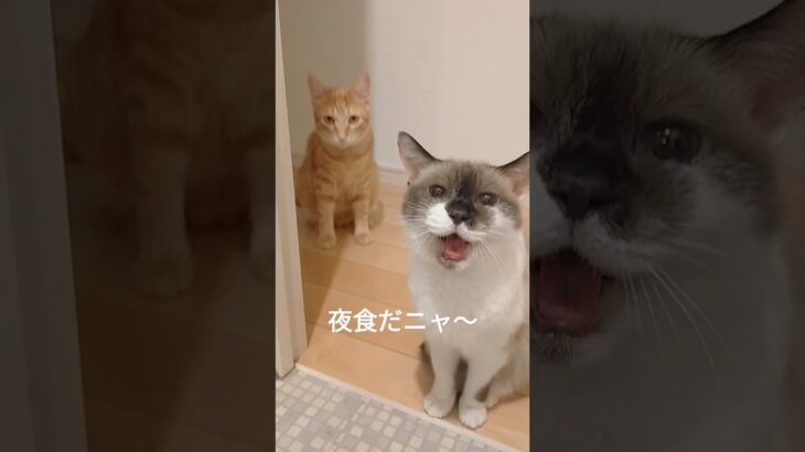 3食目の圧😼 #cat #猫のいる暮らし #保護猫 #猫 #猫動画