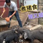 去给5头小猪崽煮猪食，发现那头1200块的又越狱了，飞出去的？ #跑山猪 #我的农村生活 #回乡创业