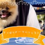 食の祭典さっぽろオータムフェストに行ってきて飼い主とポメラニアン【537日目】