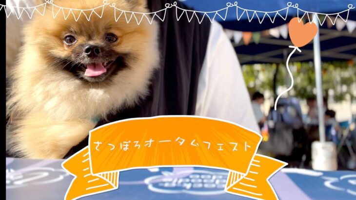 食の祭典さっぽろオータムフェストに行ってきて飼い主とポメラニアン【537日目】