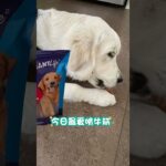 足足啃了不到一个小时，还护食了，Lucky你的出息呢？ #萌宠 #金毛 #幼犬 #零食