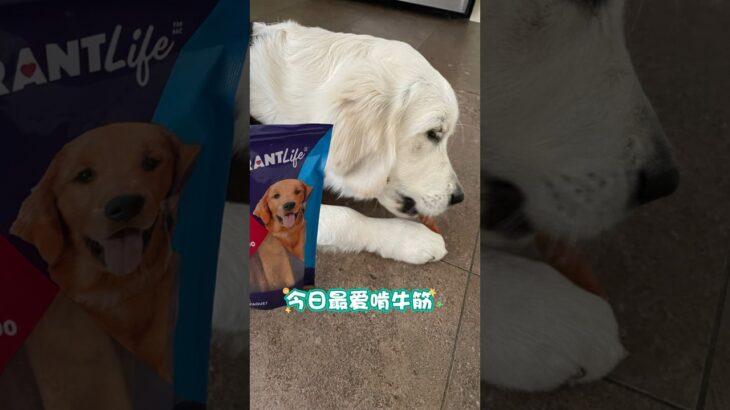 足足啃了不到一个小时，还护食了，Lucky你的出息呢？ #萌宠 #金毛 #幼犬 #零食