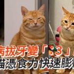 因病拔牙變「：３」臉　橘貓憑食力快速膨脹！│寵物│貓咪｜猫｜ねこ│Pet│Cat│Kitten