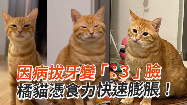 因病拔牙變「：３」臉　橘貓憑食力快速膨脹！│寵物│貓咪｜猫｜ねこ│Pet│Cat│Kitten