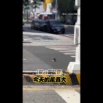 幫路中覓食的八哥魔性配音 超貼切XD #Shorts