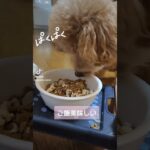 夕食🌃🍴完食でした😋 #犬 #dog #animals #blog #トイプードル