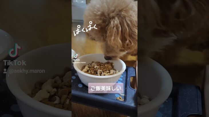 夕食🌃🍴完食でした😋 #犬 #dog #animals #blog #トイプードル