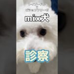 ユリを誤食したmix犬が動物病院にやってきた！