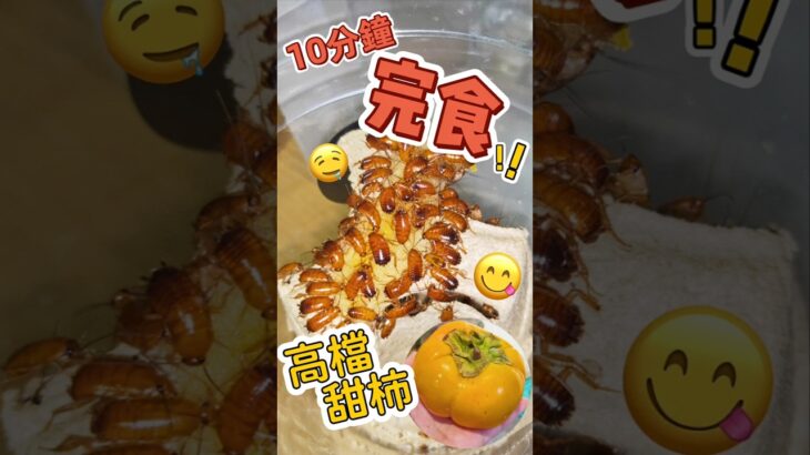 小犬颱風來襲😱糧食儲備搶食中