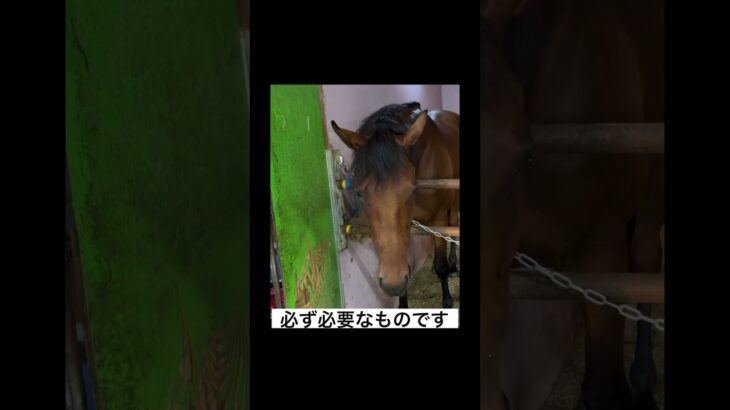 何故食育が必要かわかりますか？ #引退競走馬 #乗馬クラブ #乗馬