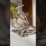 🐿りんちゃん　冬籠り前の貯食ヒマワリの種を頬袋いっぱいにつめてます。