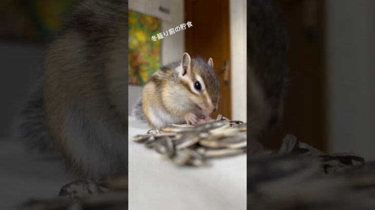 🐿りんちゃん　冬籠り前の貯食ヒマワリの種を頬袋いっぱいにつめてます。