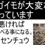 属国の悲しき運命。食の安全も守れない日本政府